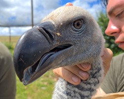 close up of a Cape Vulture